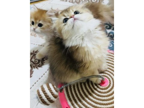 British longhair ny 11 ve ny12