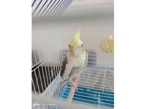 Sultan papağanı 9 aylık erkek