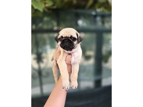 Dünya tatlısı dişi pug yavrumuz