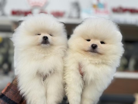 Petmode köpek çiftliğinde ziyarete açık  pomeranian