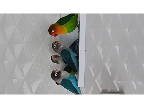 Yavru cennet papağanı
