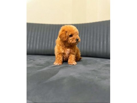 A kalite maltipoo yavrularım teslime hazır
