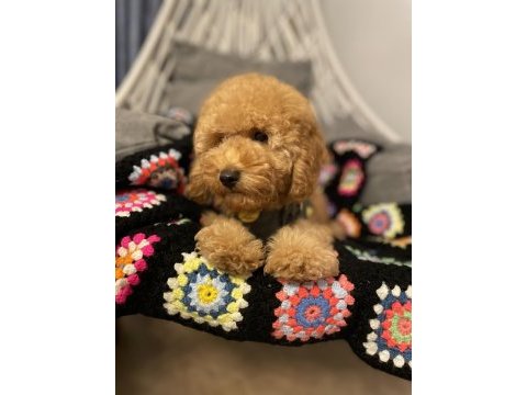 Aşılı micro çipli poodle erkek yavrumuz