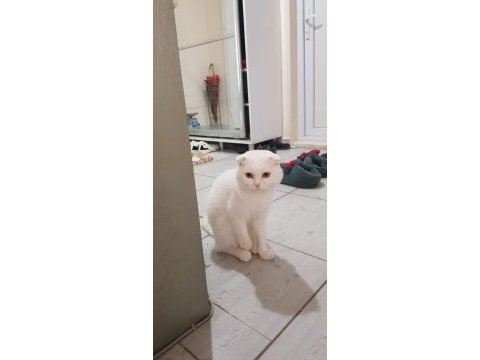 Ponçiğim scottish fold
