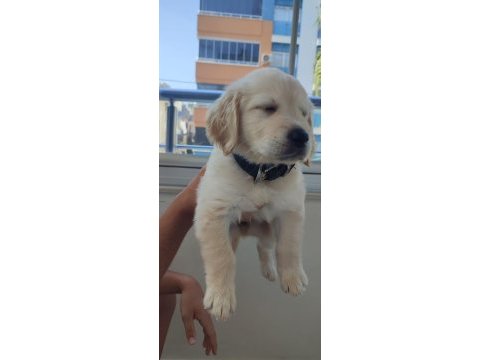 08/16 doğumlu orjinal golden retriever