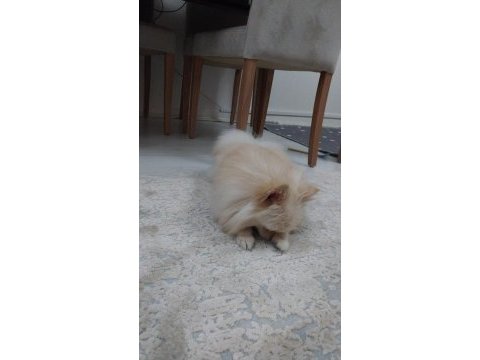 1 yaş dişi pomeranian boo