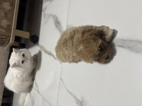 3 aylık erkek maltipoo cinsi