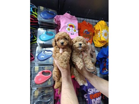 Maltipoo dişi erkek bebekler