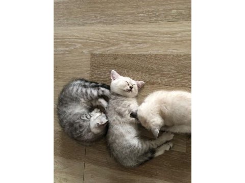 Safkan yavrular british shorthair