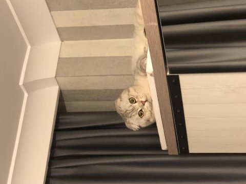 Dünyalar yakışıklısı erkek scottish fold