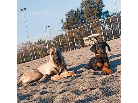 Dişi doberman köpeği
