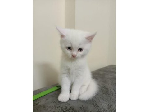 British shorthair beyaz
