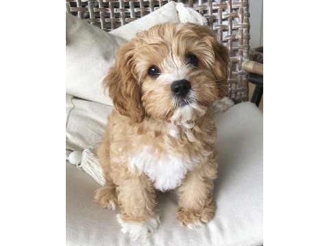 Maltipoo yavru acık ve esmer renk çeşitler