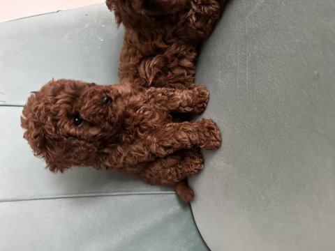 Teslime hazır prenses poodle köpekler
