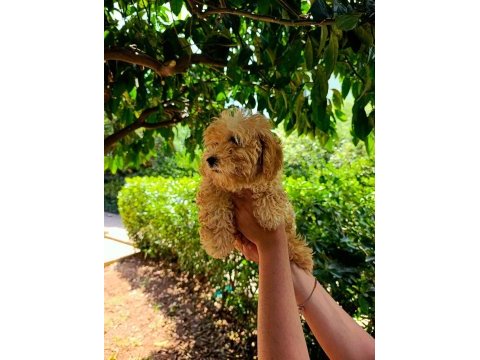 3 aylık dişi ve erkek poodle yavrular