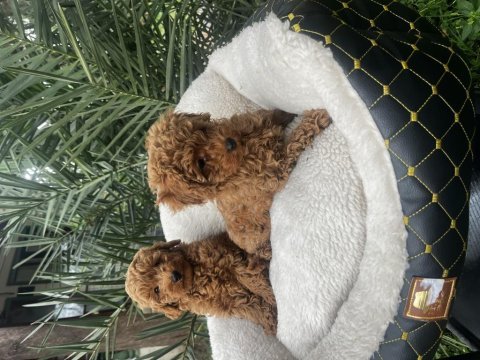 Toy poodle yavru köpeklerimiz