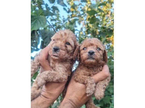 Kaliteli poodle yavrular mevcut her tonda