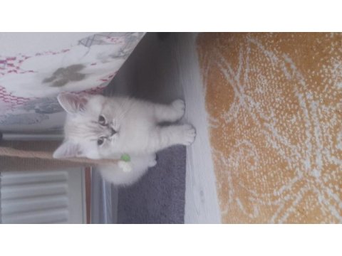 Son üç yavru british shorthair