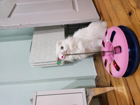 Pamuk prenses british longhair