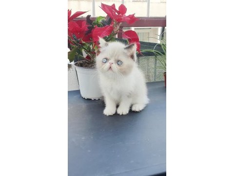 Exotic shorthair bebişler