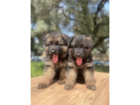 Üst düzey alman çoban köpeği yavrular
