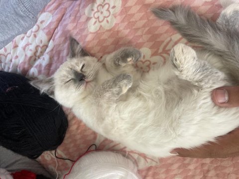 2 aylık aşısı var blue point british shorthair