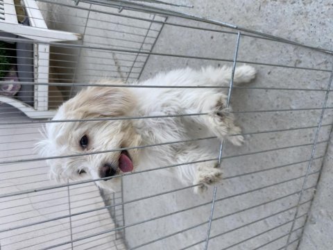 Terrier dişi 4 aylık