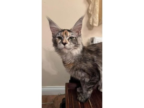 Hangi yavru maine coon sizin olsun?