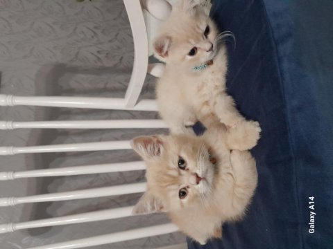 Kedilerimi sahiplendirmek istiyorum