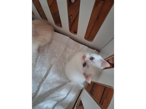 British shorthair erkeler