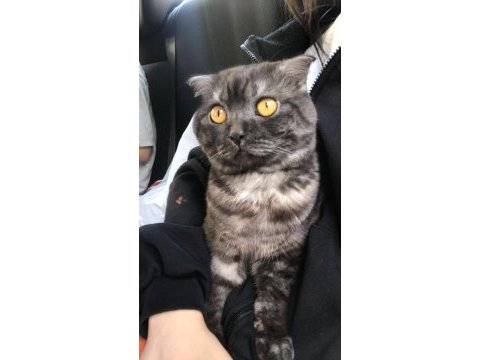 Scottish fold kedimiz ücretsiz