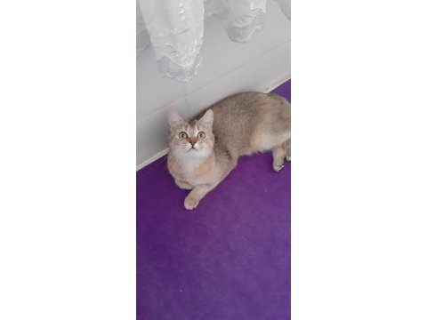 British shorthair evcilmen kedimiz