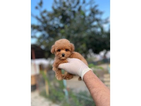Toy poodle bebekler referans yavru