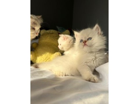 British longhair ve shorthair