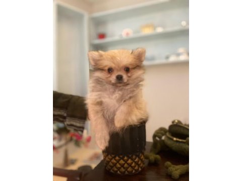 Acil safkan pomeranian yavrular