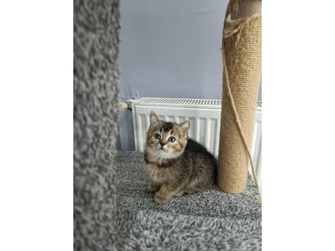 Koca kafa british yavrulara aa kalıte safkandır
