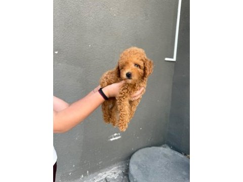 Sağlık ve ırk garantili toy poodle köpekler