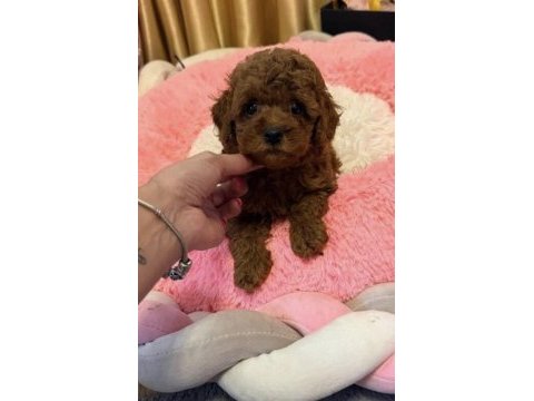 Toy poodle yavru