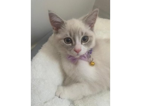 British shorthair