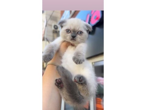 Scottish fold mükemmel bebekler