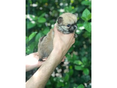 Özel longhair mikro teacup chihuahua