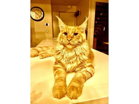 11 aylık sağlıklı erkek maine coon