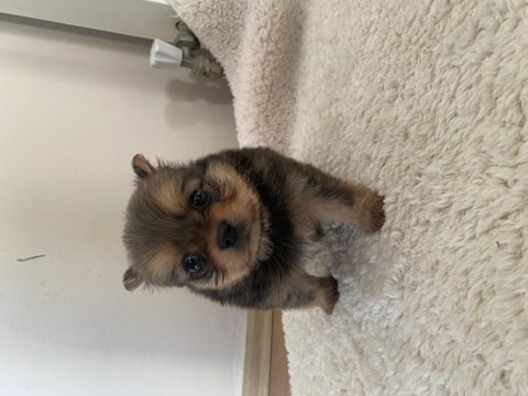 Pomeranian bebekler 2 aylık