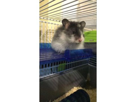 Suriye hamster yavrular ve tüm malzemeleri adrese teslim