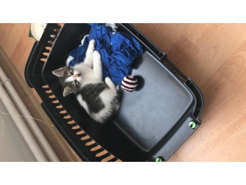 Tekir akıllı oyuncu erkek yavru kedimiz