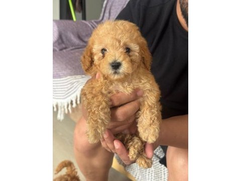 Orijinal poodle yavrular