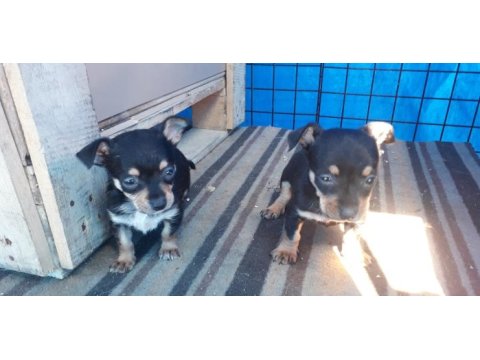 Yavru pinscher köpekler