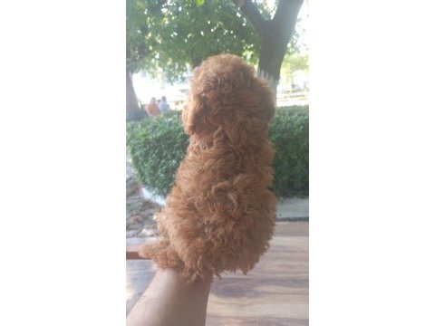 Erkek tuvalet eğitimli teacup kg cm sağlık garantili poodle