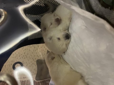 Pomeranian boo yavrular