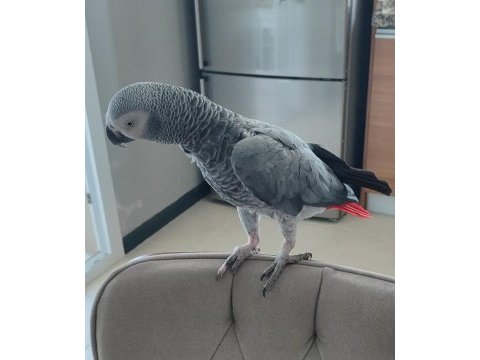 Evcil konuşan jako papağanı